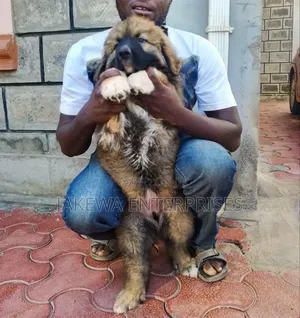 1-3 months Male Purebred Caucasian Shepherd