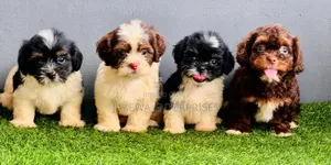 1-3 months Male Purebred Havanese