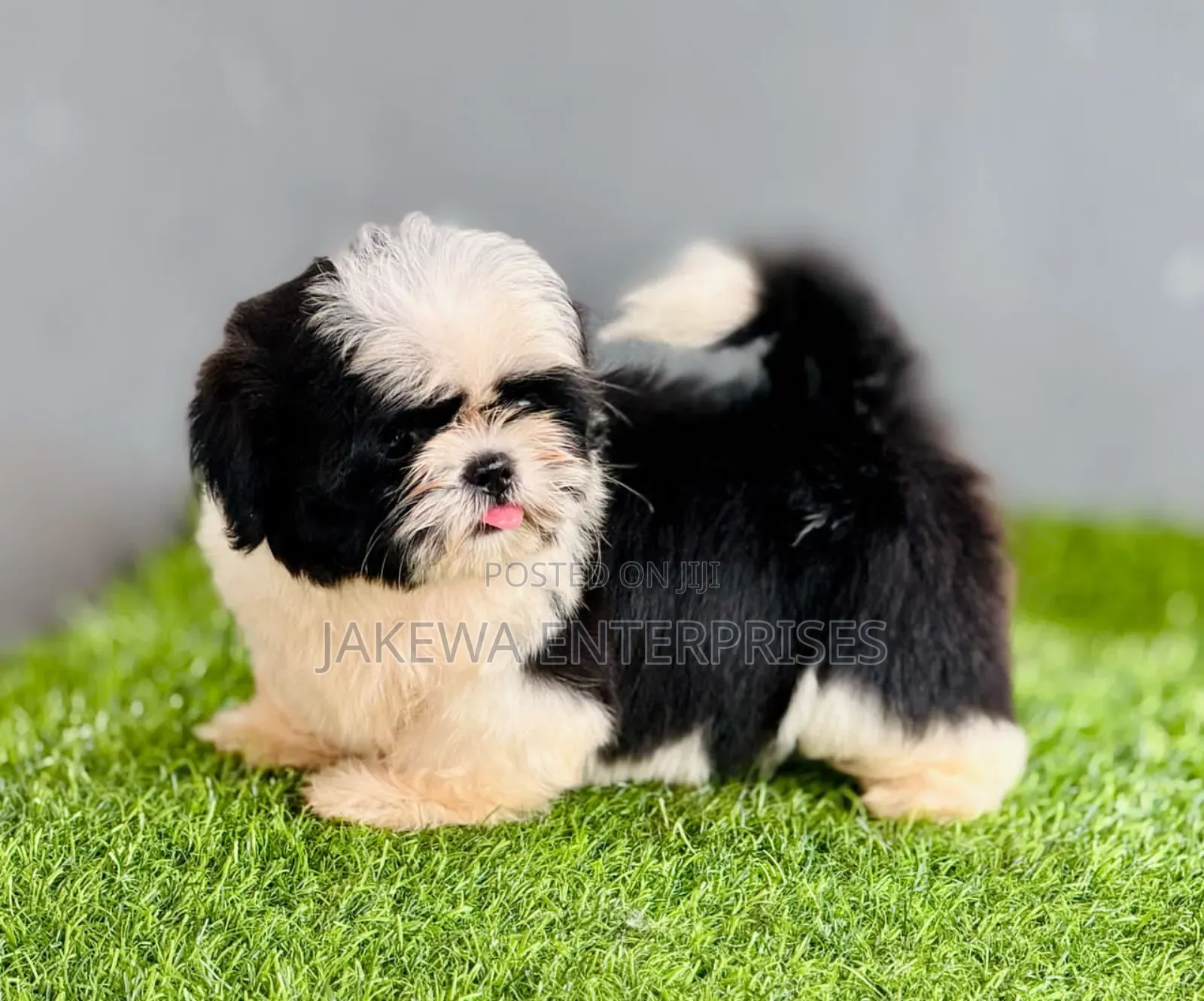 1-3 months Female Purebred Havanese