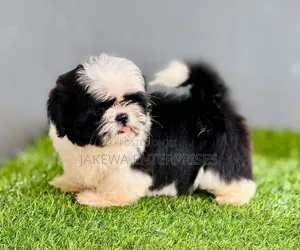 1-3 months Female Purebred Havanese