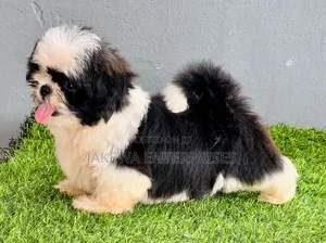 1-3 months Female Purebred Havanese