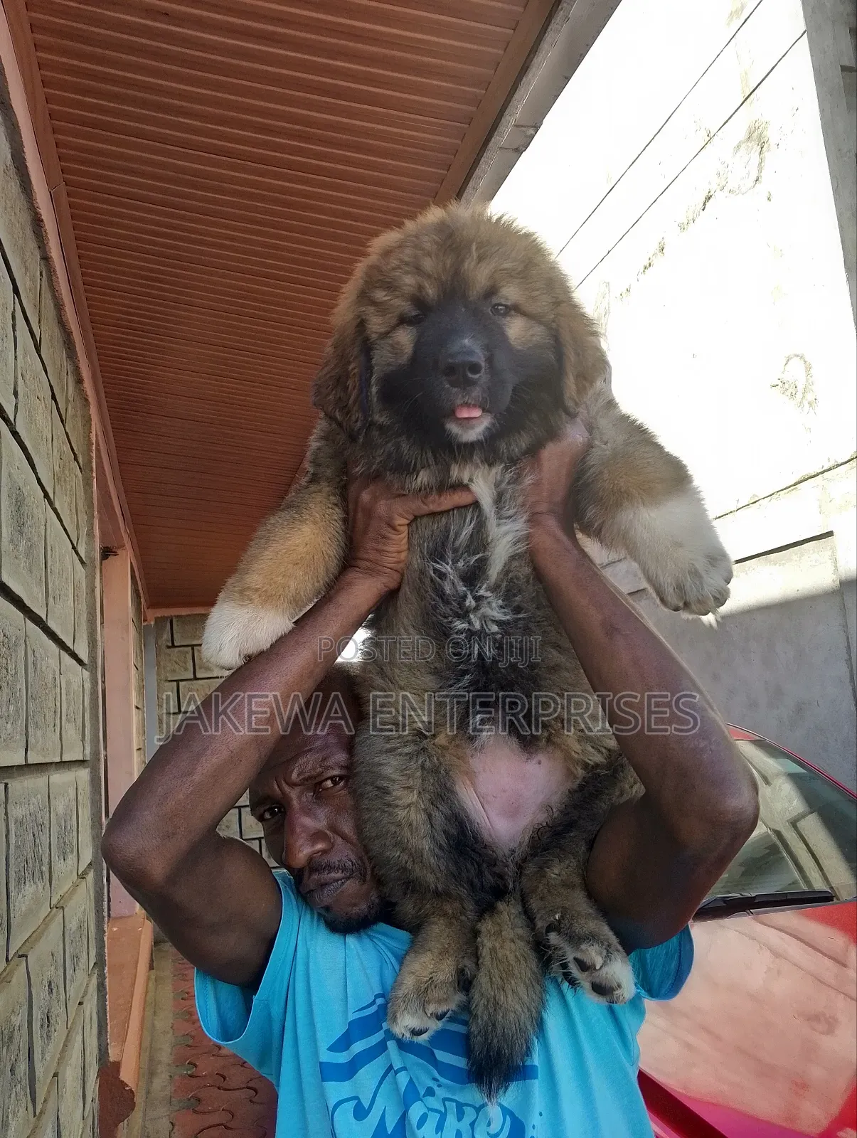 1-3 months Male Purebred Caucasian Shepherd