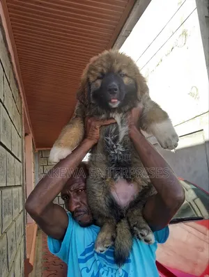 1-3 months Male Purebred Caucasian Shepherd