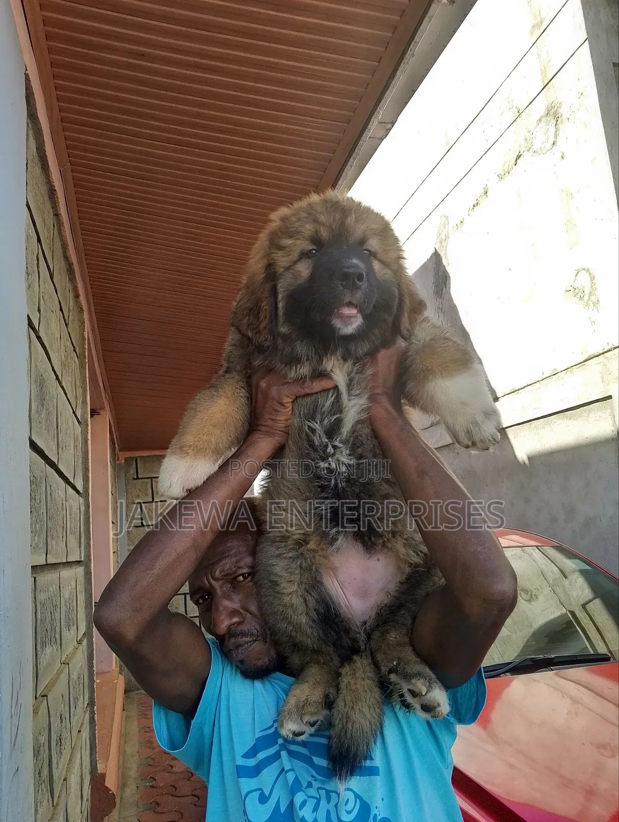 1-3 months Male Purebred Caucasian Shepherd