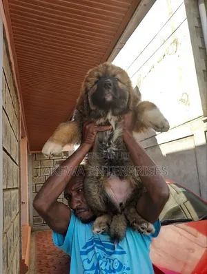 1-3 months Male Purebred Caucasian Shepherd