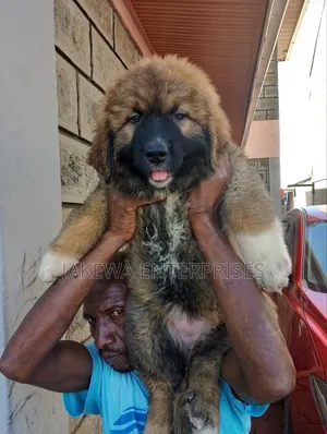 1-3 months Male Purebred Caucasian Shepherd