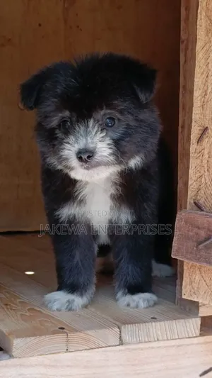 1-3 months Male Purebred Havanese