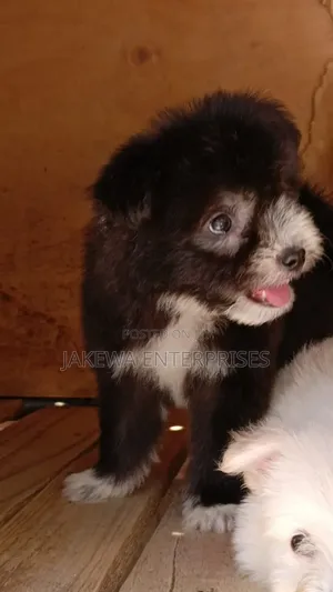 1-3 months Male Purebred Havanese
