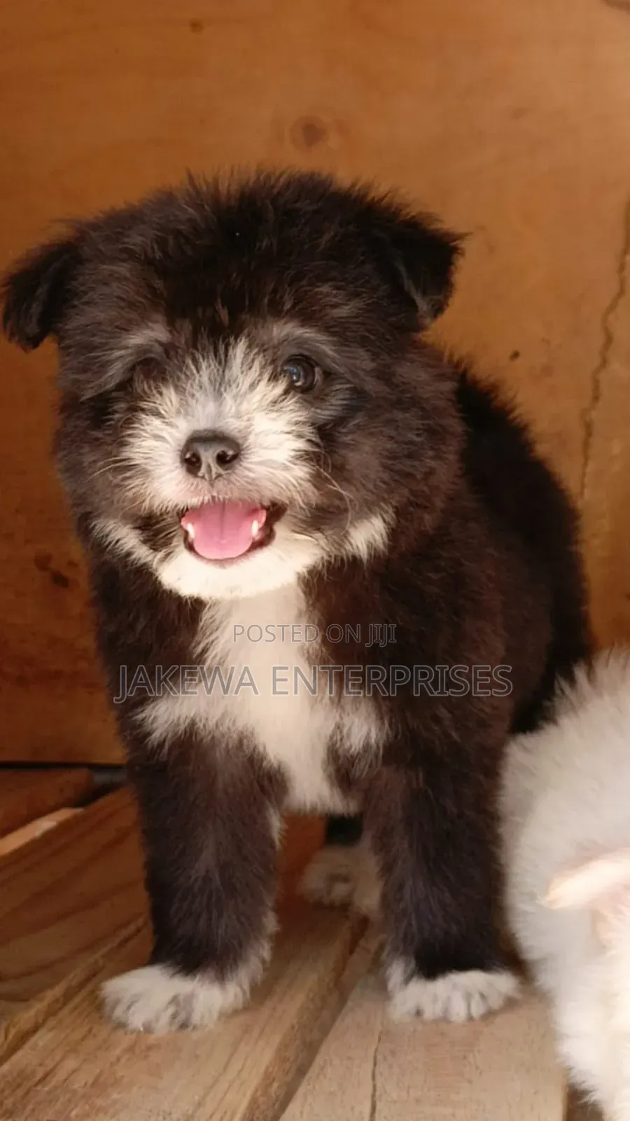 1-3 months Male Purebred Havanese