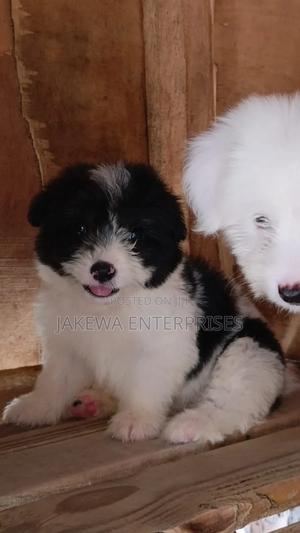 1-3 months Female Purebred Havanese - thumbnail 2