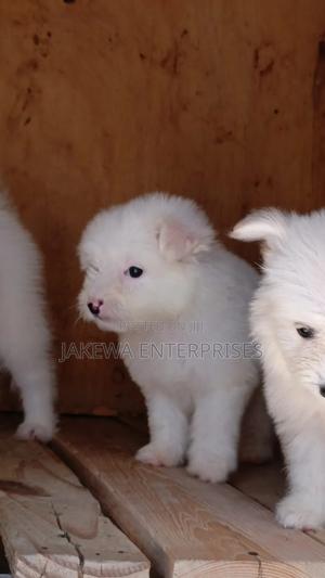 1-3 months Male Purebred Havanese - thumbnail 2