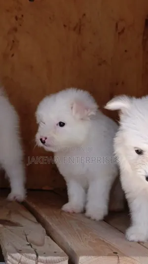 1-3 months Male Purebred Havanese