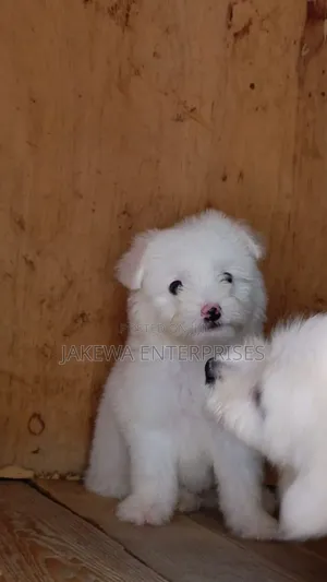 1-3 months Female Purebred Havanese
