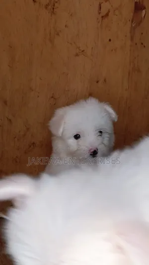 1-3 months Female Purebred Havanese