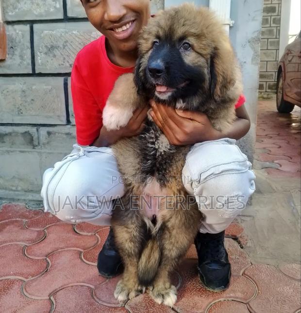 1-3 months Male Purebred Caucasian Shepherd