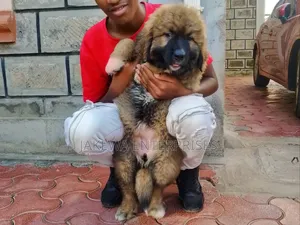 1-3 months Male Purebred Caucasian Shepherd