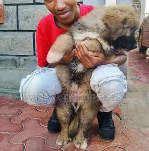 1-3 months Male Purebred Caucasian Shepherd