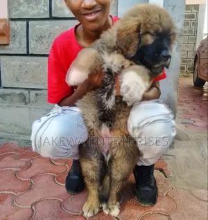 1-3 months Male Purebred Caucasian Shepherd