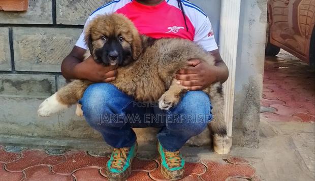 1-3 months Male Purebred Caucasian Shepherd - main view