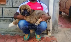 1-3 months Male Purebred Caucasian Shepherd