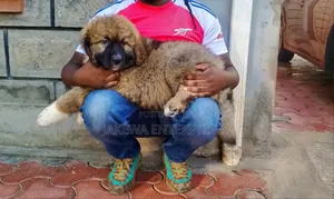 1-3 months Male Purebred Caucasian Shepherd