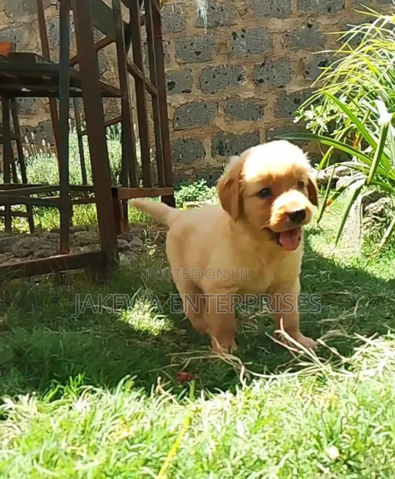 1-3 months Male Purebred Golden Retriever