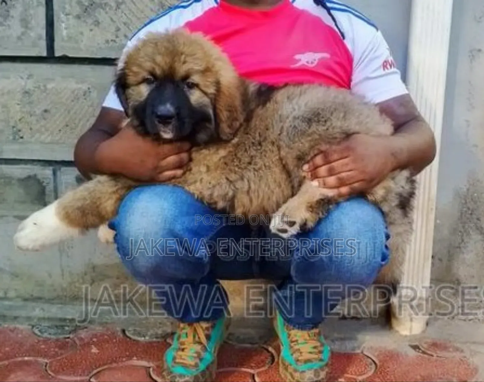 1-3 months Female Purebred Caucasian Shepherd