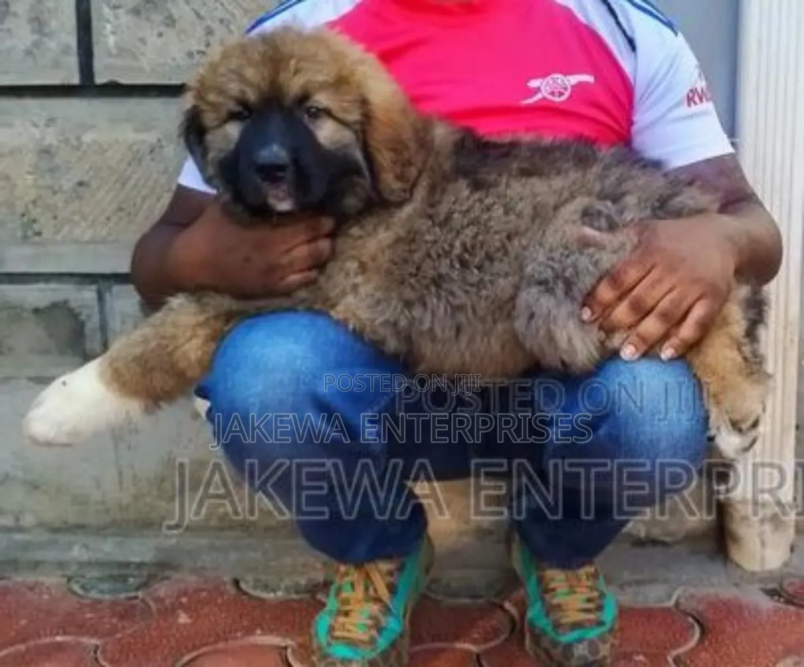 1-3 months Female Purebred Caucasian Shepherd