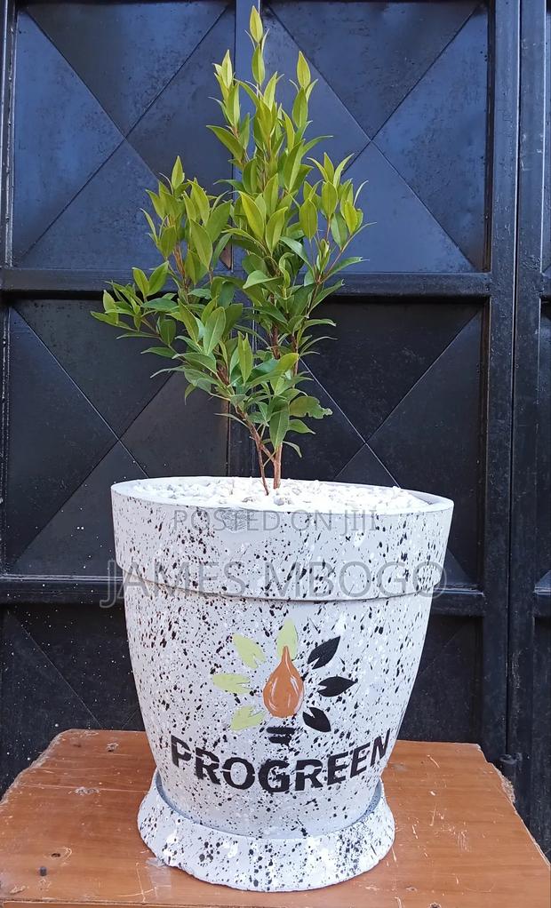 Flower Pots - thumbnail 2
