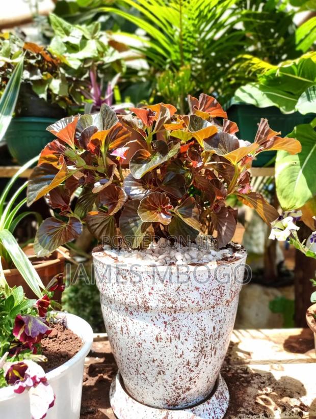 Flower Pots - thumbnail 6