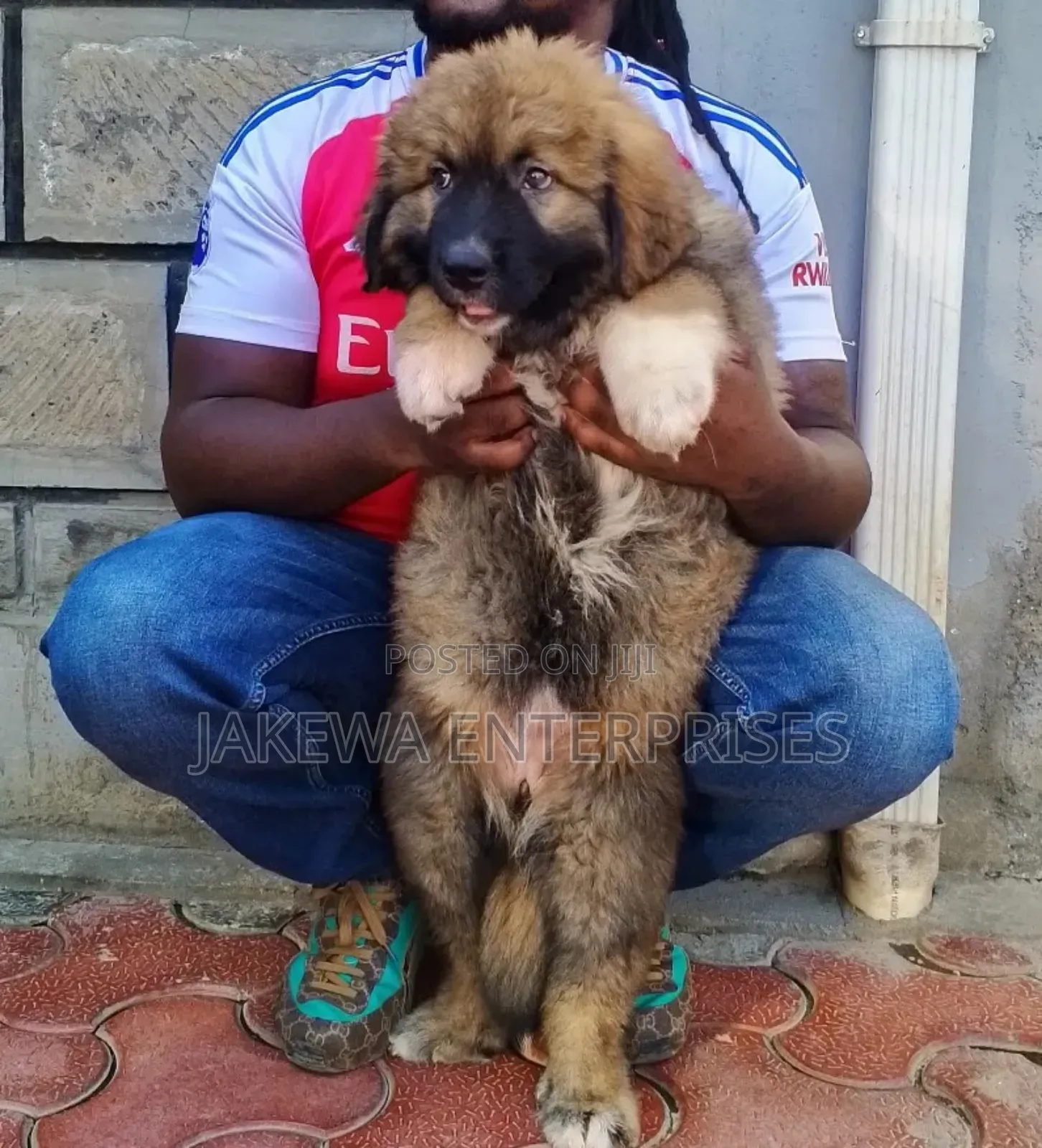 1-3 months Male Purebred Caucasian Shepherd