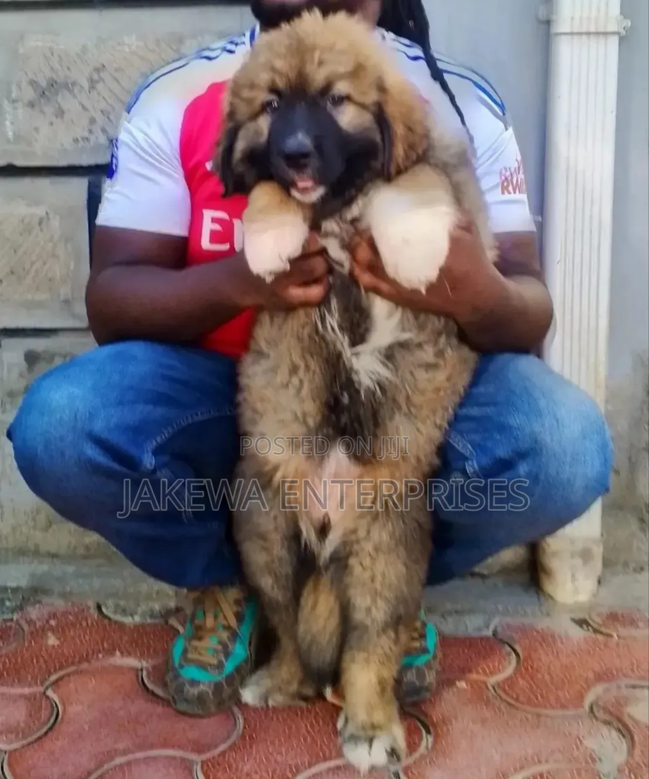 1-3 months Male Purebred Caucasian Shepherd