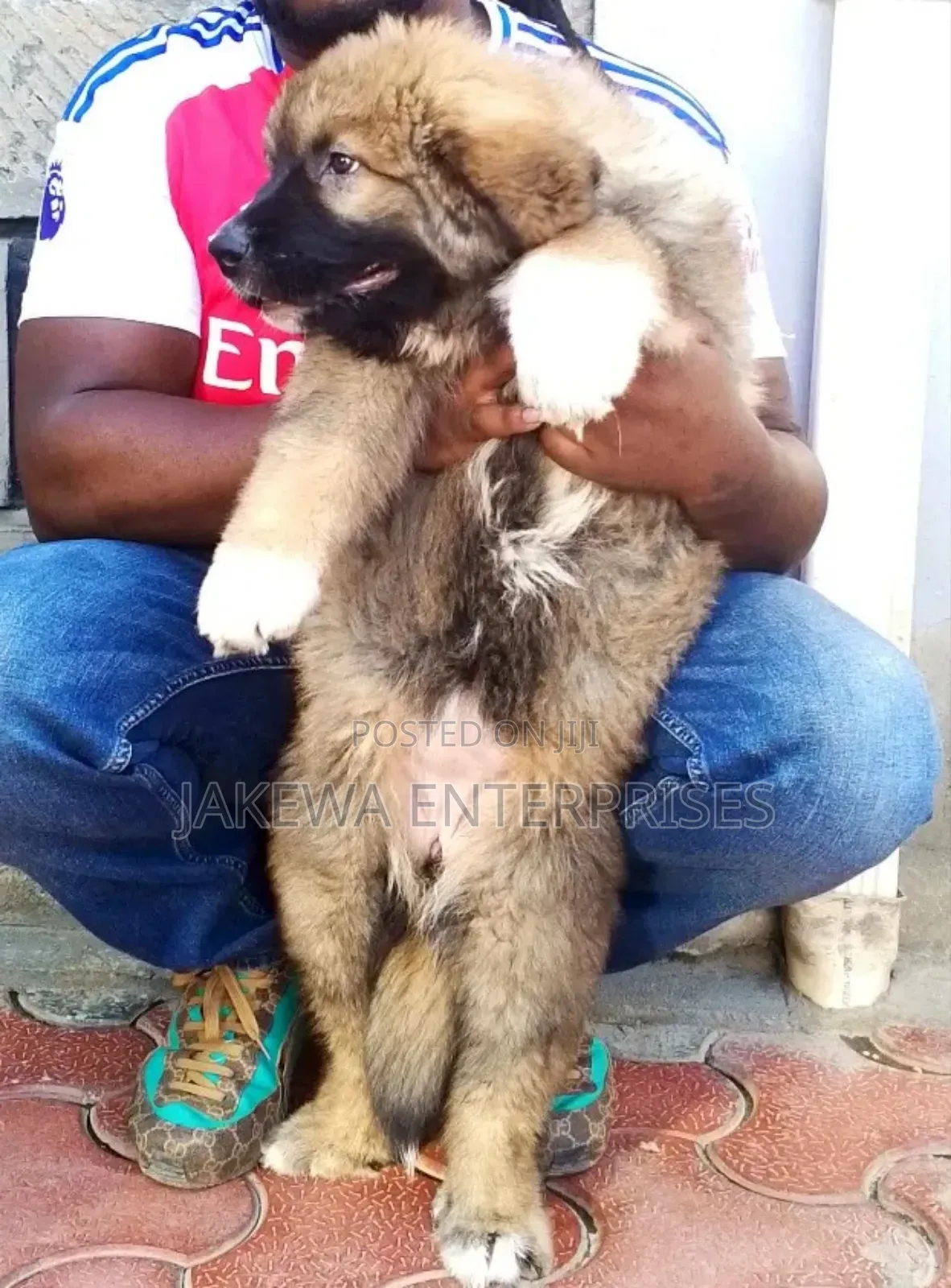 1-3 months Male Purebred Caucasian Shepherd