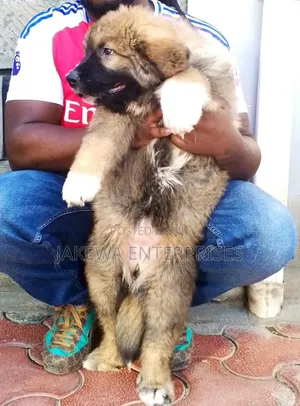 1-3 months Male Purebred Caucasian Shepherd