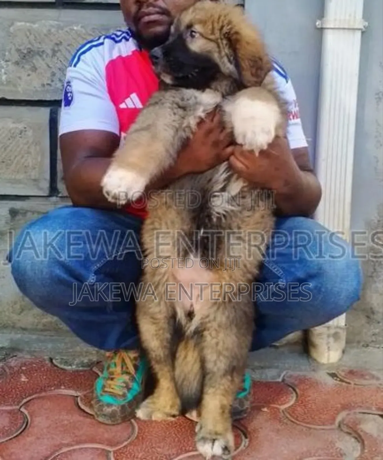 1-3 months Female Purebred Caucasian Shepherd