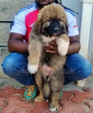 1-3 months Male Purebred Caucasian Shepherd