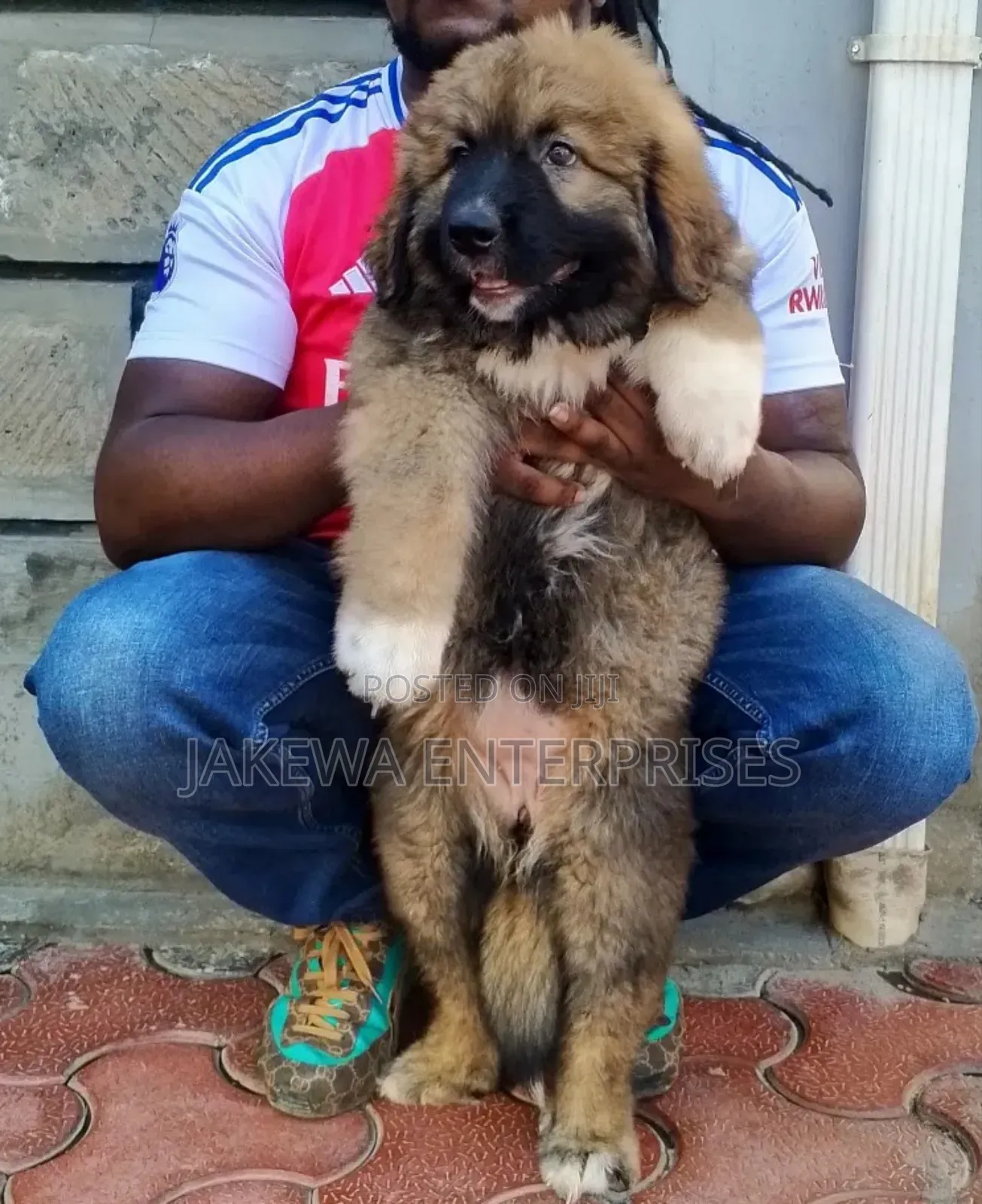 1-3 months Male Purebred Caucasian Shepherd