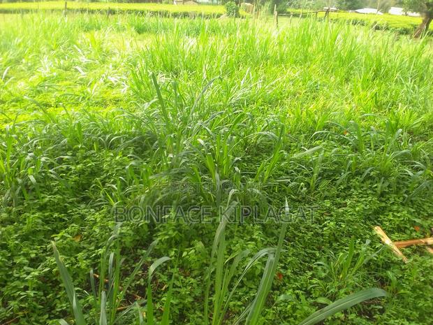 Land for Sale - thumbnail 3