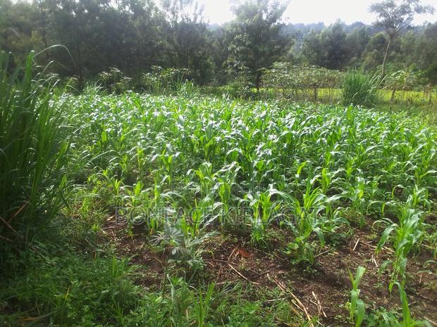 Land for Sale - thumbnail 4