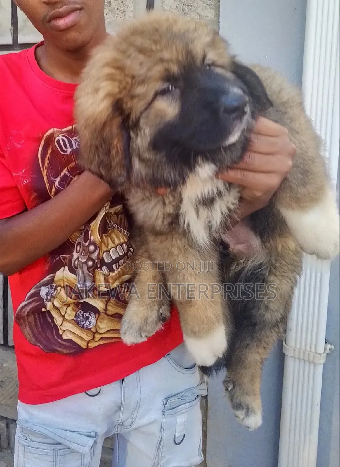 1-3 months Male Purebred Caucasian Shepherd
