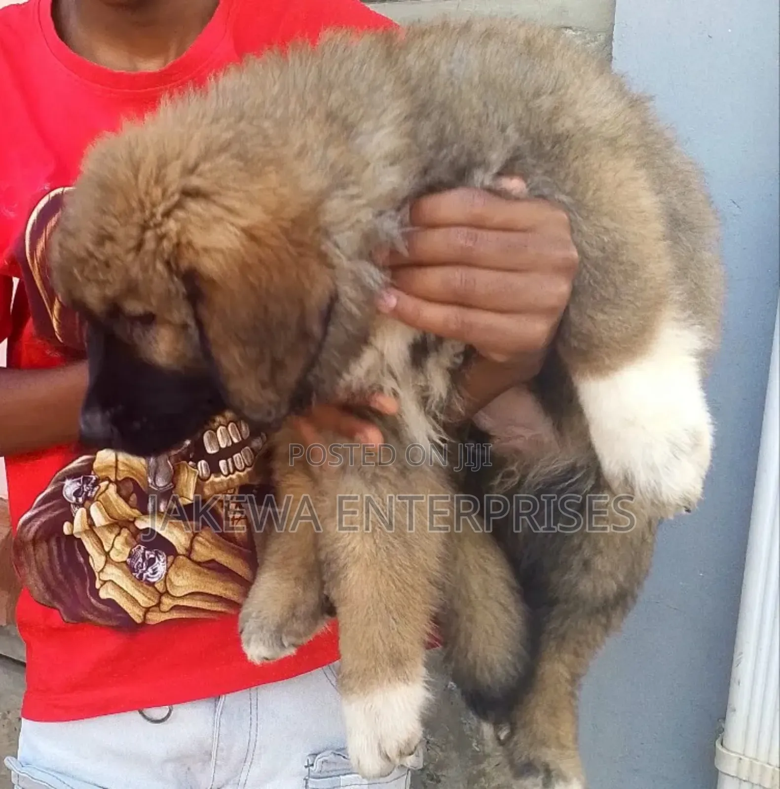 1-3 months Male Purebred Caucasian Shepherd
