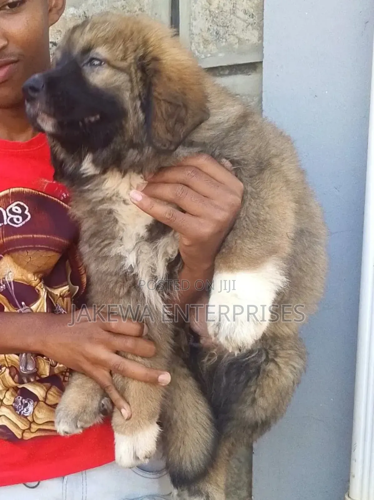 1-3 months Female Purebred Caucasian Shepherd