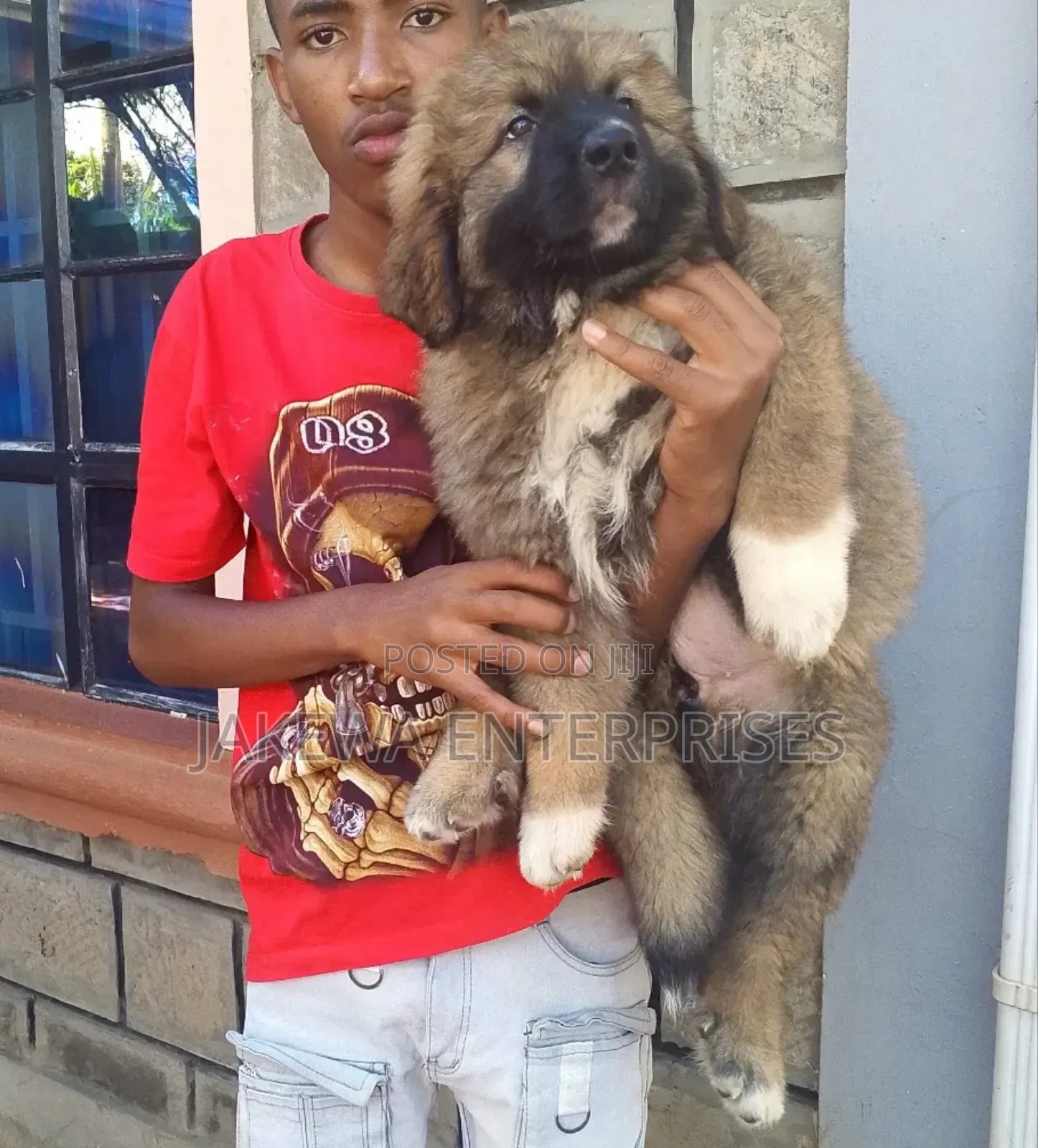 1-3 months Female Purebred Caucasian Shepherd