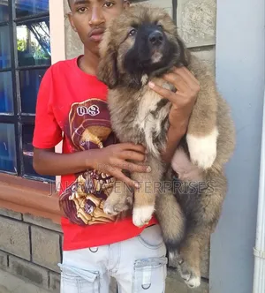 1-3 months Female Purebred Caucasian Shepherd
