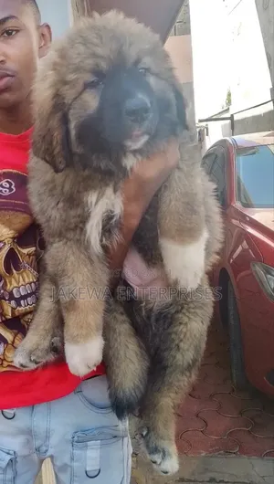 1-3 months Female Purebred Caucasian Shepherd