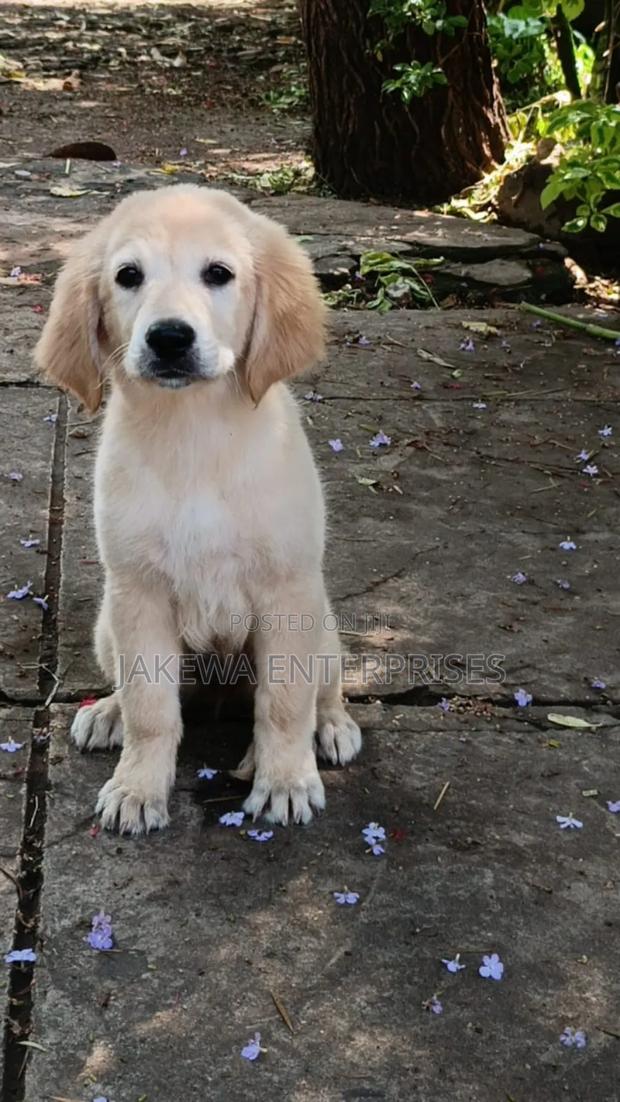1-3 months Female Purebred Golden Retriever
