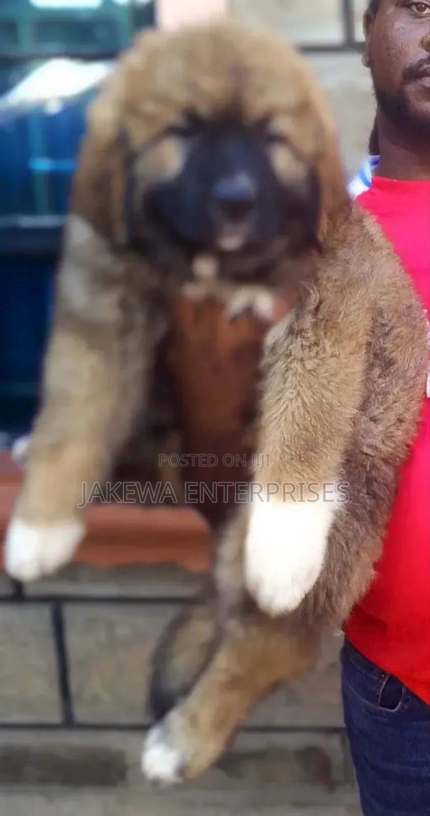 1-3 months Male Purebred Caucasian Shepherd