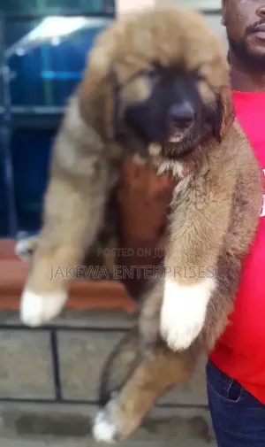 1-3 months Male Purebred Caucasian Shepherd