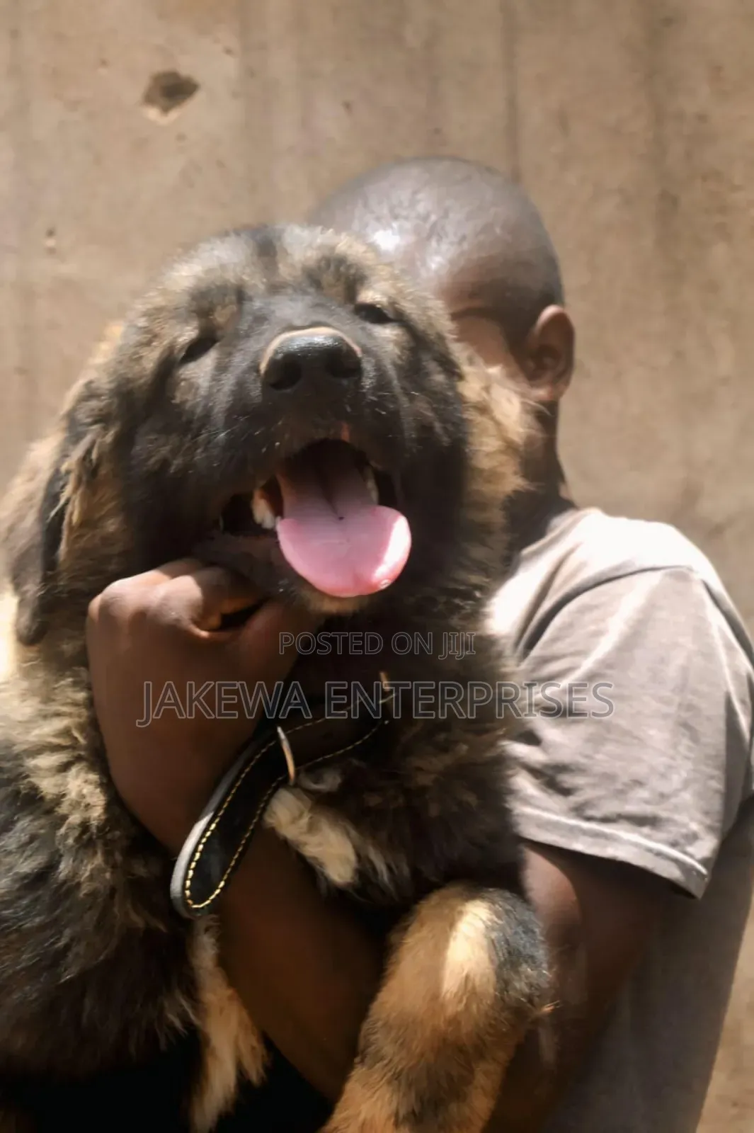 1-3 months Male Purebred Caucasian Shepherd