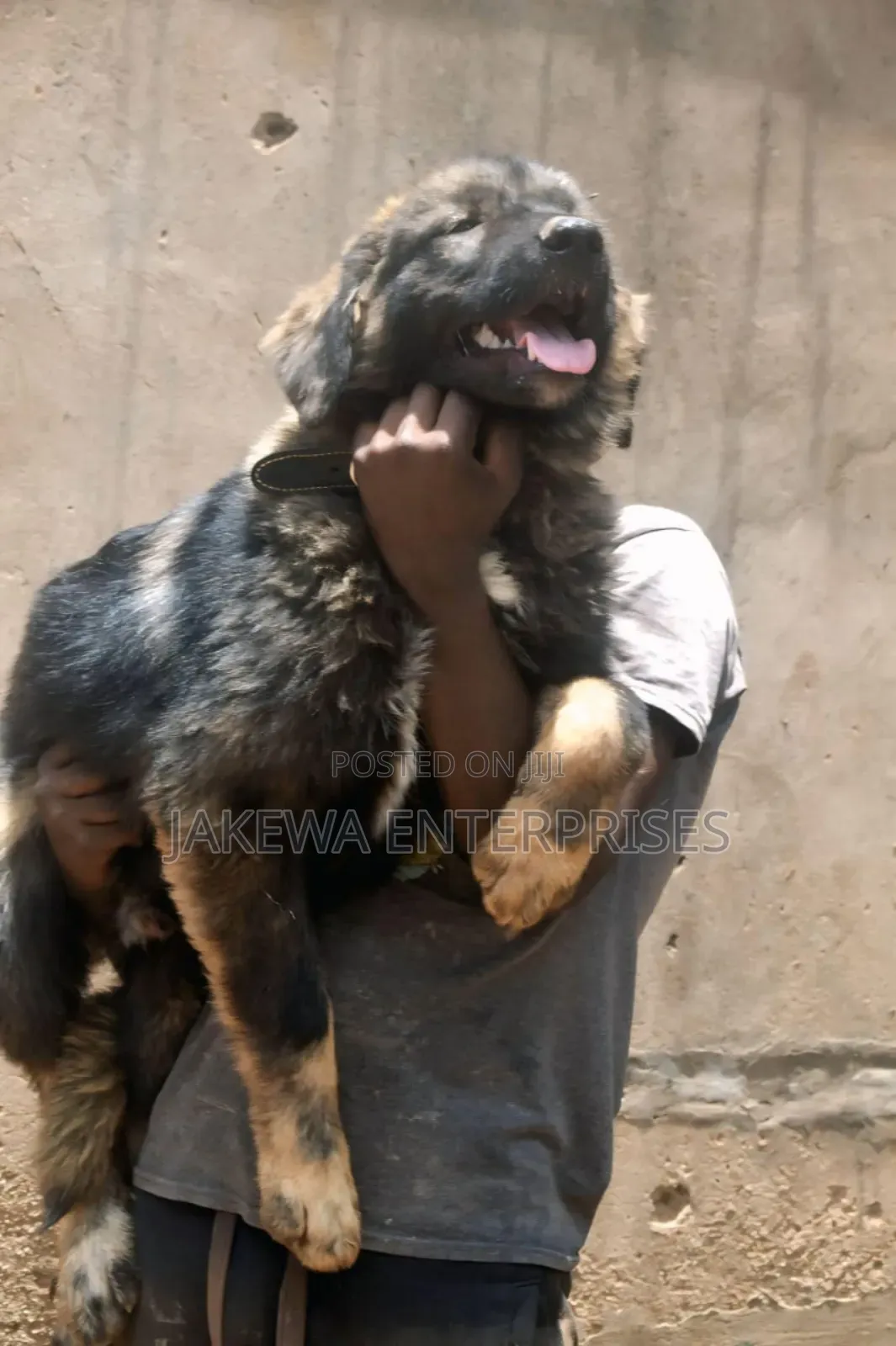 1-3 months Male Purebred Caucasian Shepherd